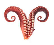 Photo tentacule