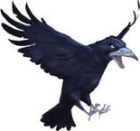 dessin du corbeau